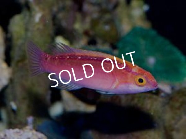 ローズバンドフェアリーラス 海水魚専門店 Ceppo Onlinestore ローズバンドフェアリーラス 海水魚専門店 Ceppo Onlinestore