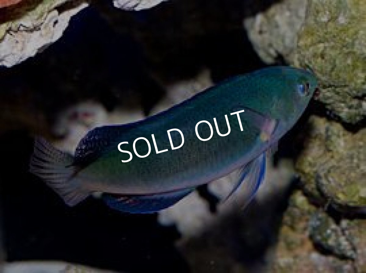 画像2: トモシビイトヒキベラ (2)