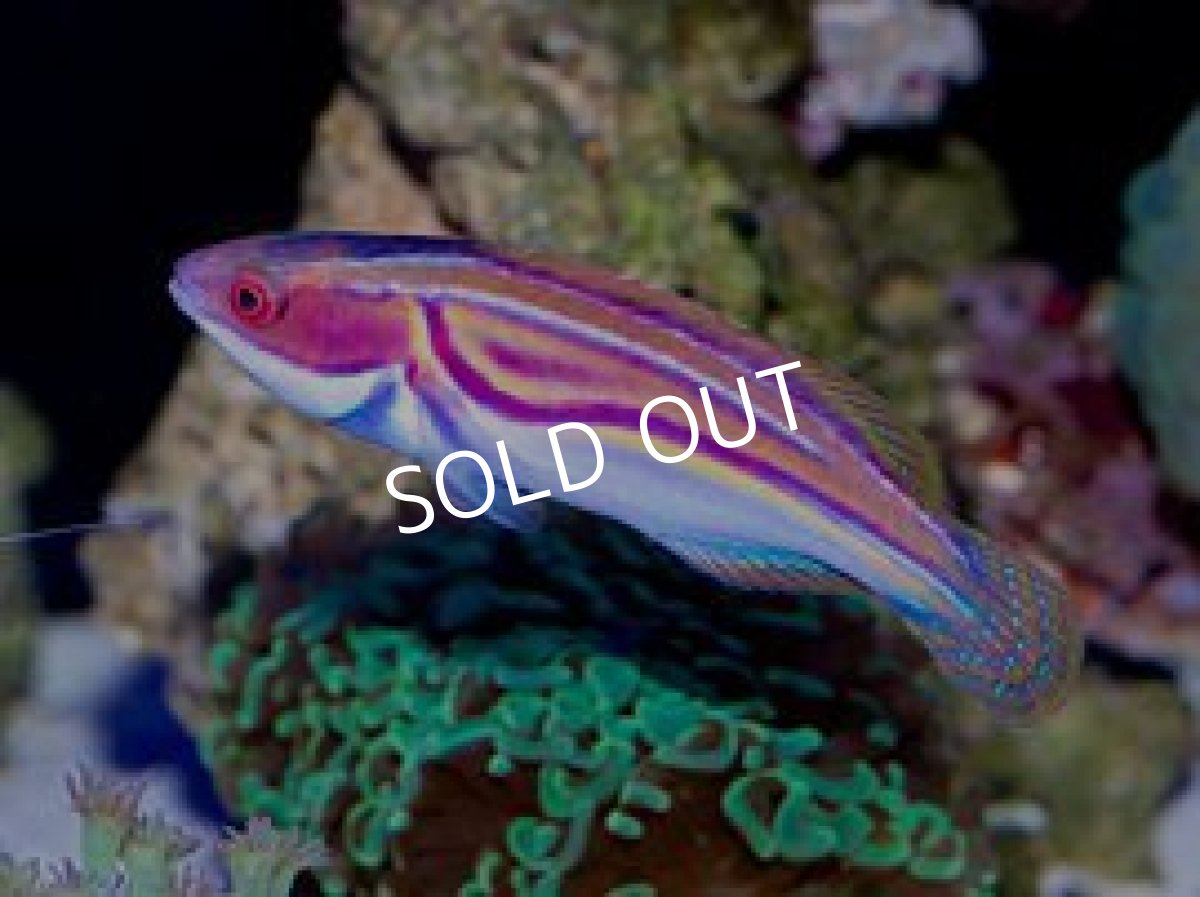 画像2: ニューカレドニア産　ラボウテッドラス   M (2)