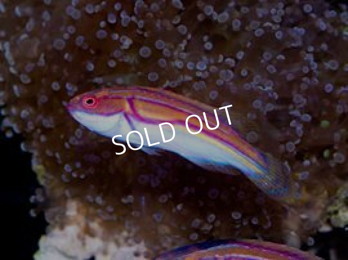 画像2: ニューカレドニア産　ラボウテッドラス   MS (2)