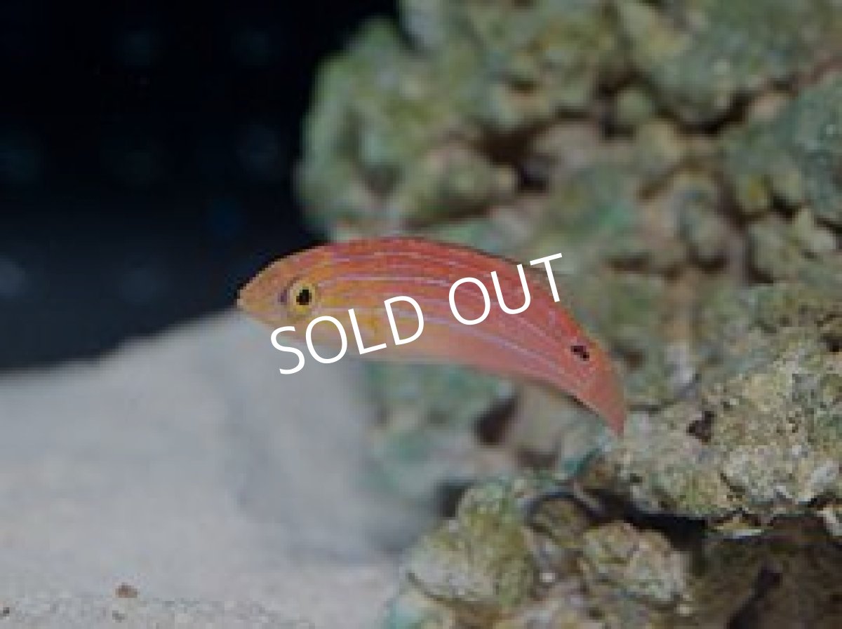 画像2: 八重山産　ツキノワイトヒキベラ　幼魚　Ｎｏ.２ (2)