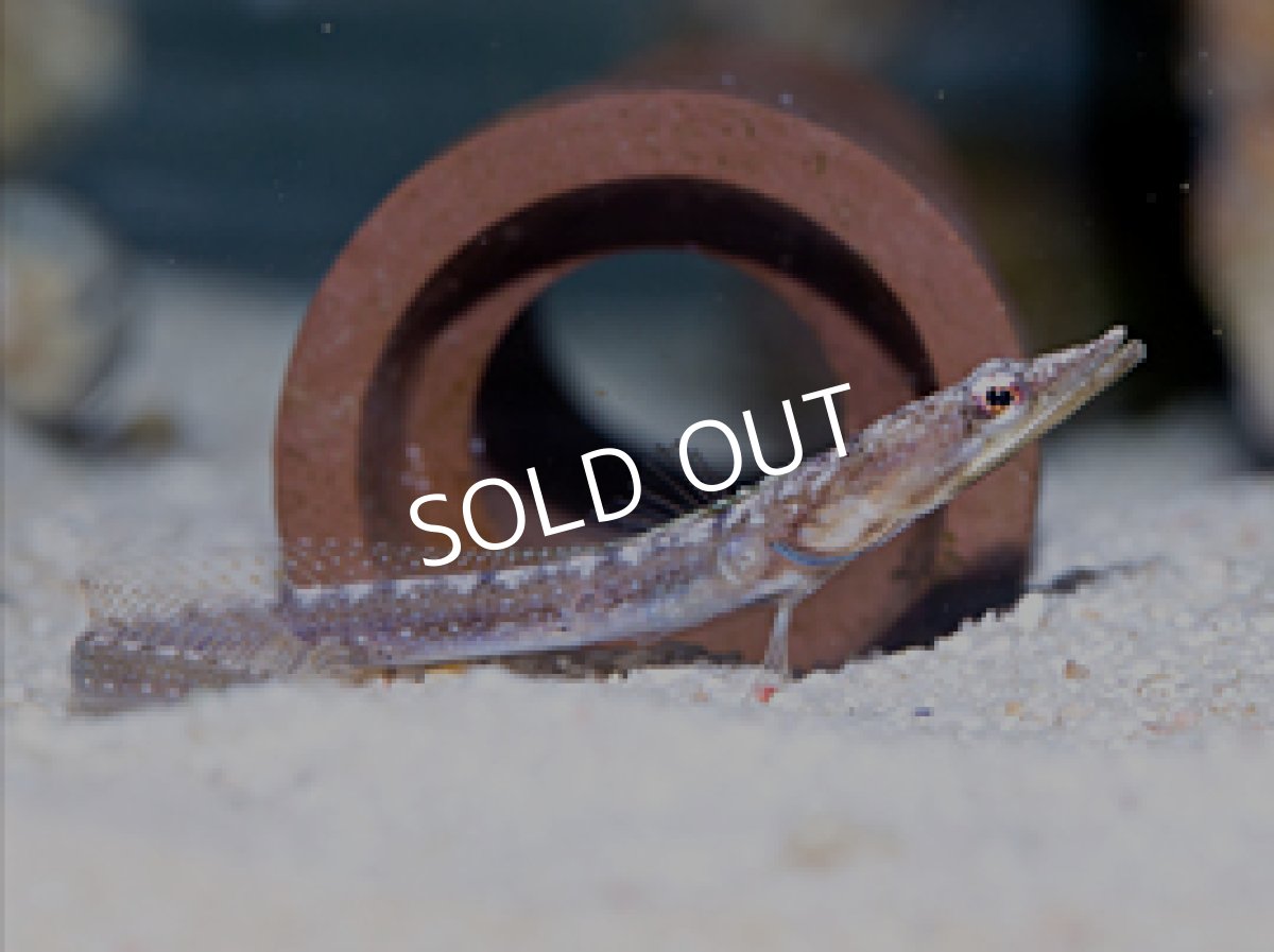 画像2: カリブ産　パイクブレニー　 (2)