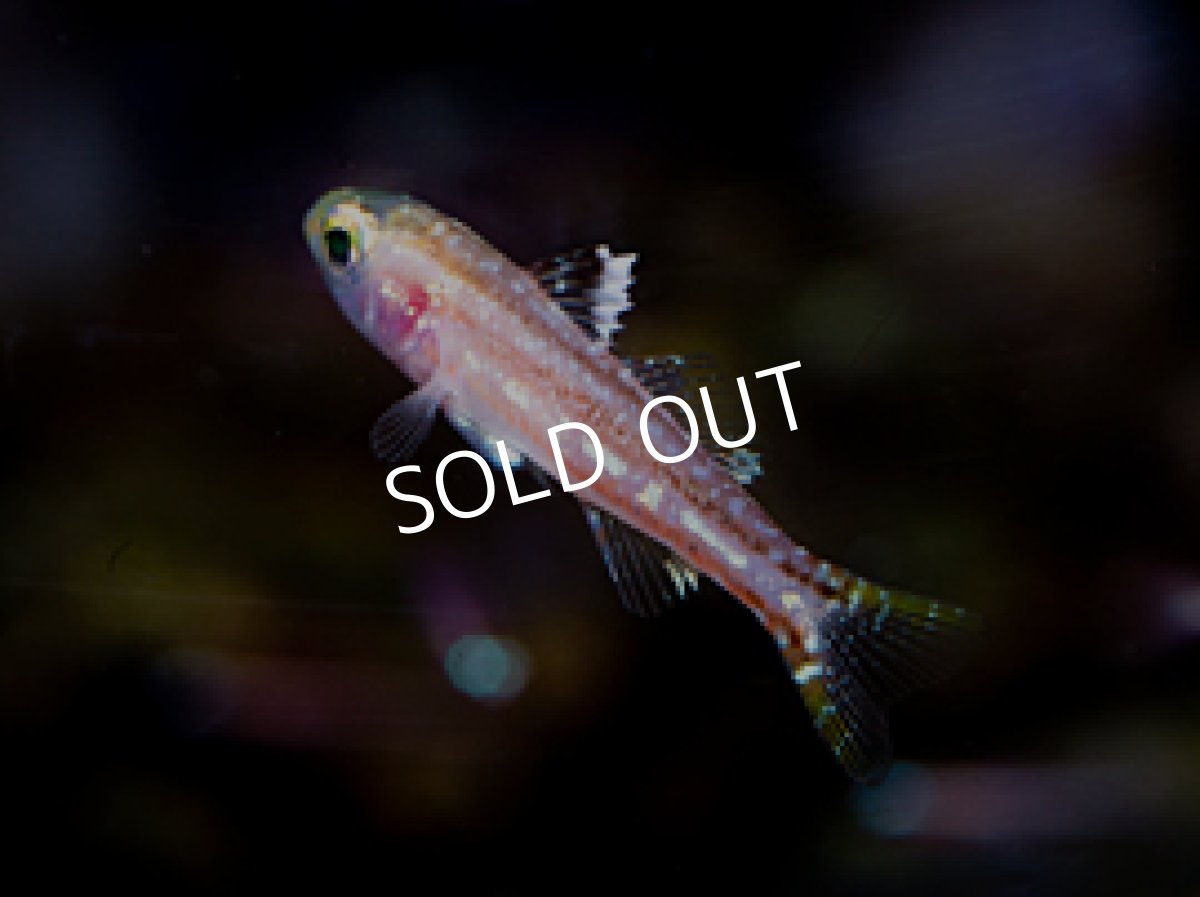 画像3: バンタムバスレット Parasphyraenops incisus (3)