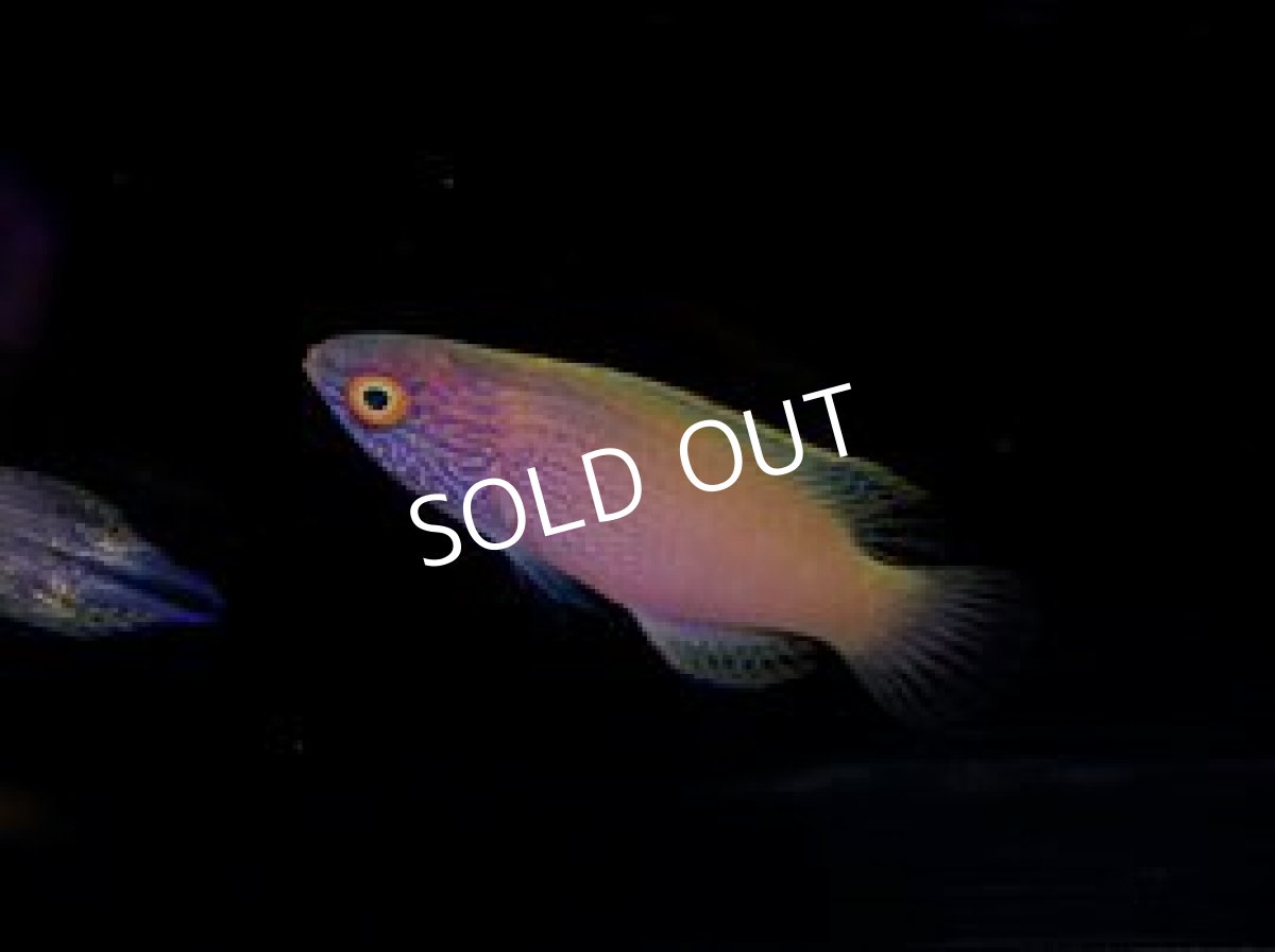 画像2: ローンボイドフェアリーラス ペア No.1 (2)