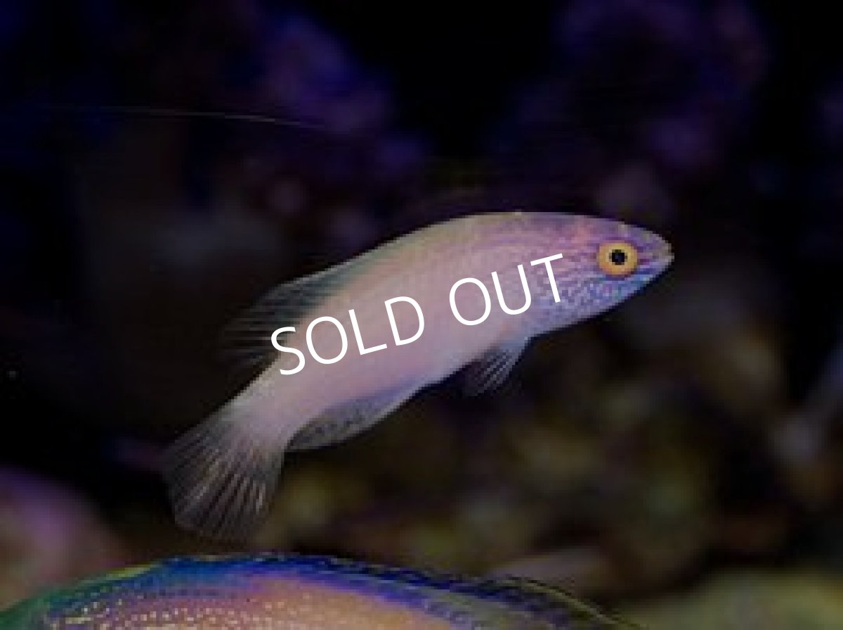 画像2: ローンボイドフェアリーラス ペア No.2 (2)