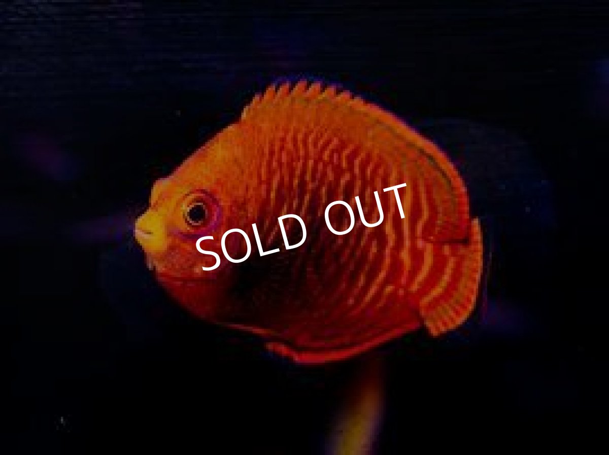 画像2: ゴールデンエンゼル (2)