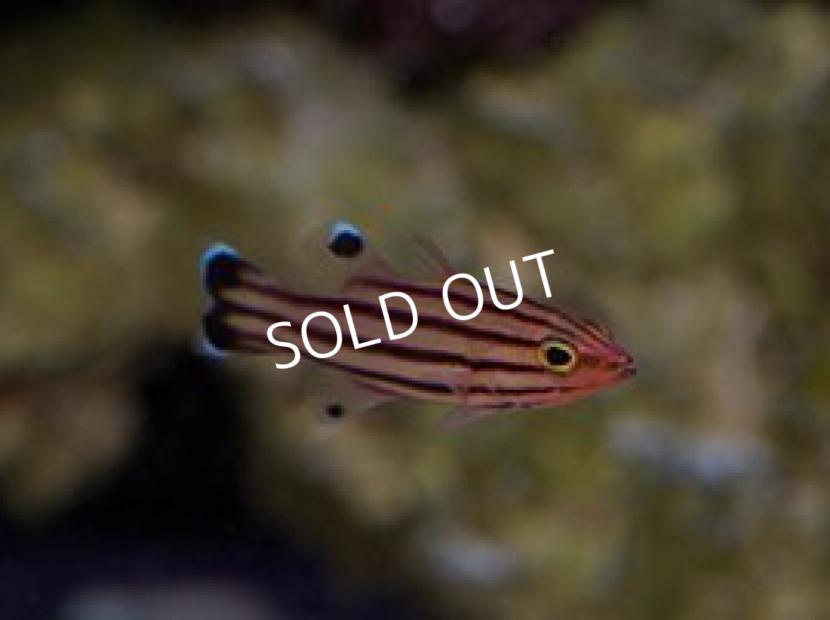 画像2: スイスガードバスレット S (2)