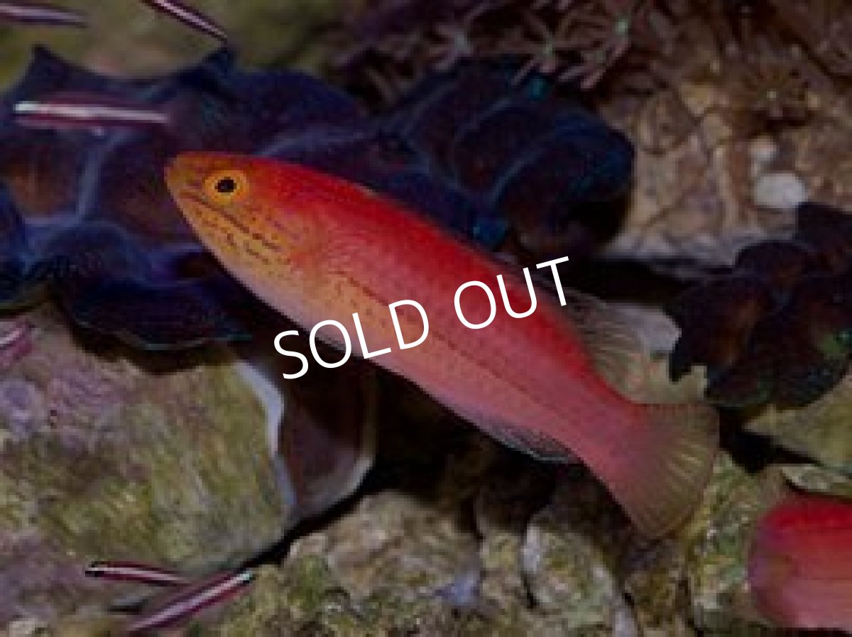 画像2: ■SALE■ クレナイイトヒキベラ Mペア (2)