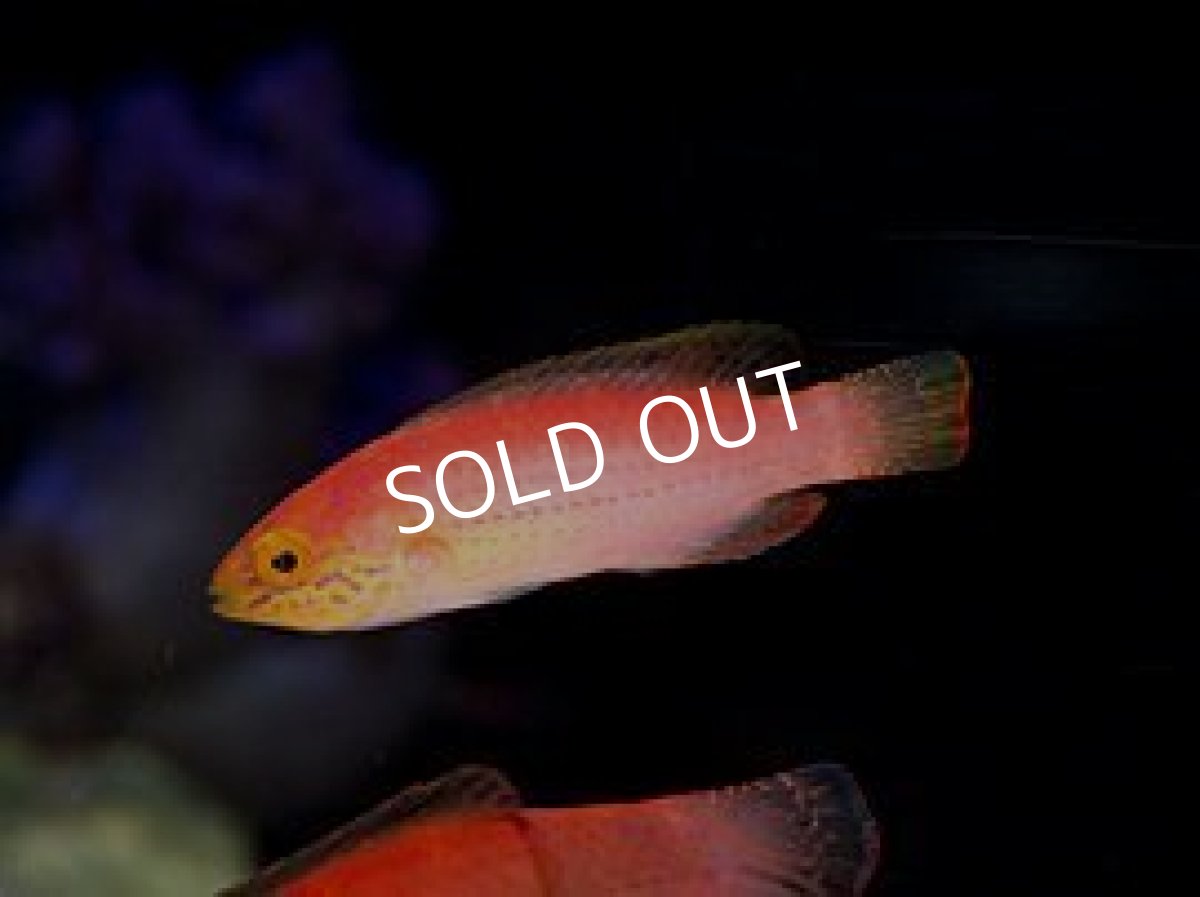 画像3: ■SALE■ クレナイイトヒキベラ Mペア (3)