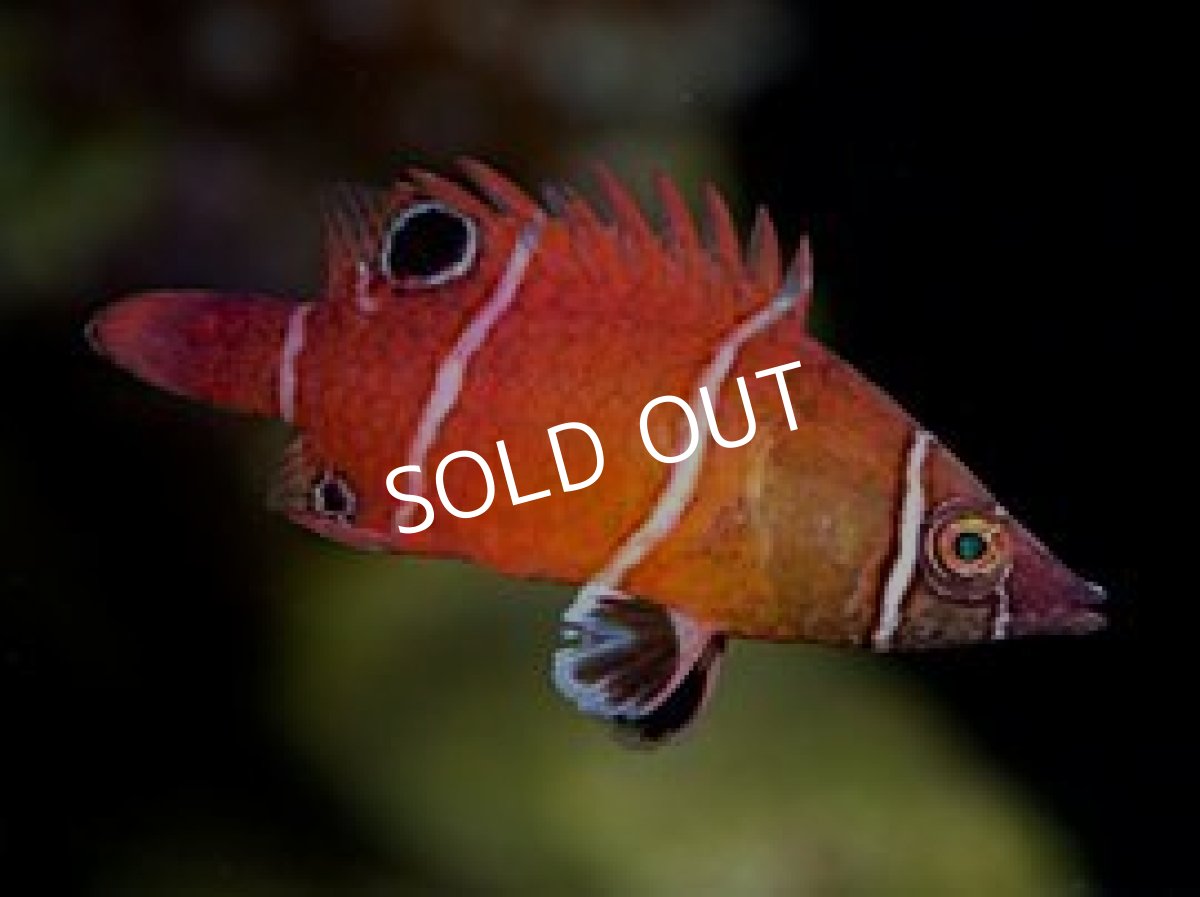 画像2: ピグミーポッサムラス No.1 (2)