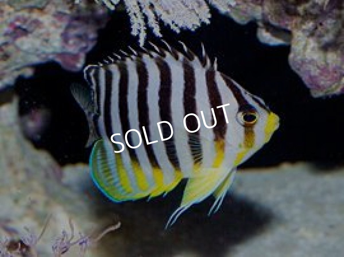 画像2: マーシャル産 シマヤッコ (2)