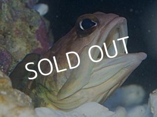 レッドストライプホグフィッシュ - 海水魚専門店 ceppo onlinestore