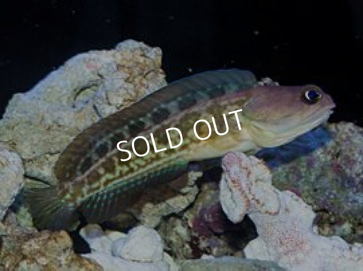 画像2: ペニージョーフィッシュ (2)