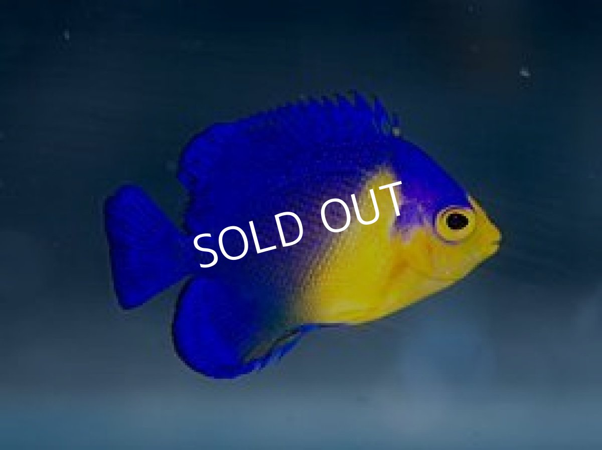 画像2: 八重山産 スミレヤッコ S No.1 (2)