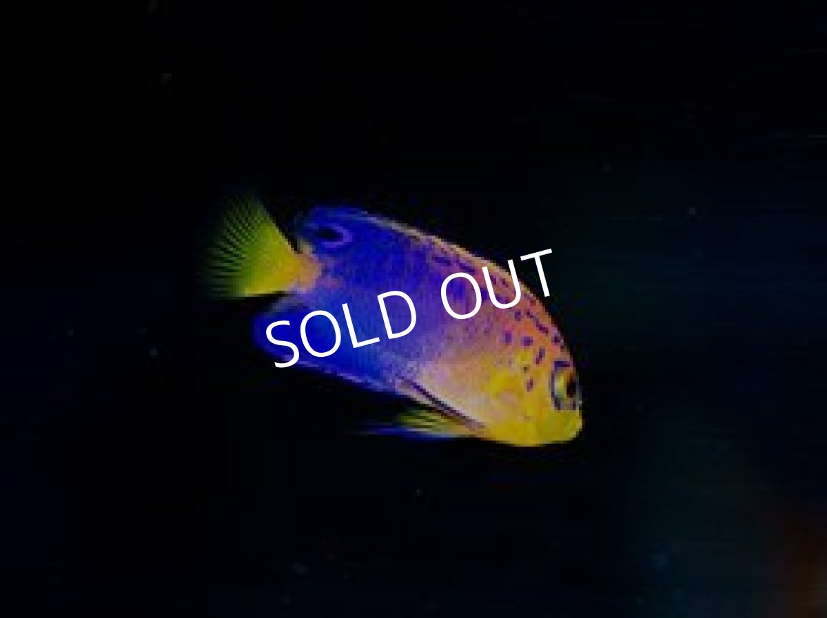 画像2: レンテンヤッコ S No.2 (2)