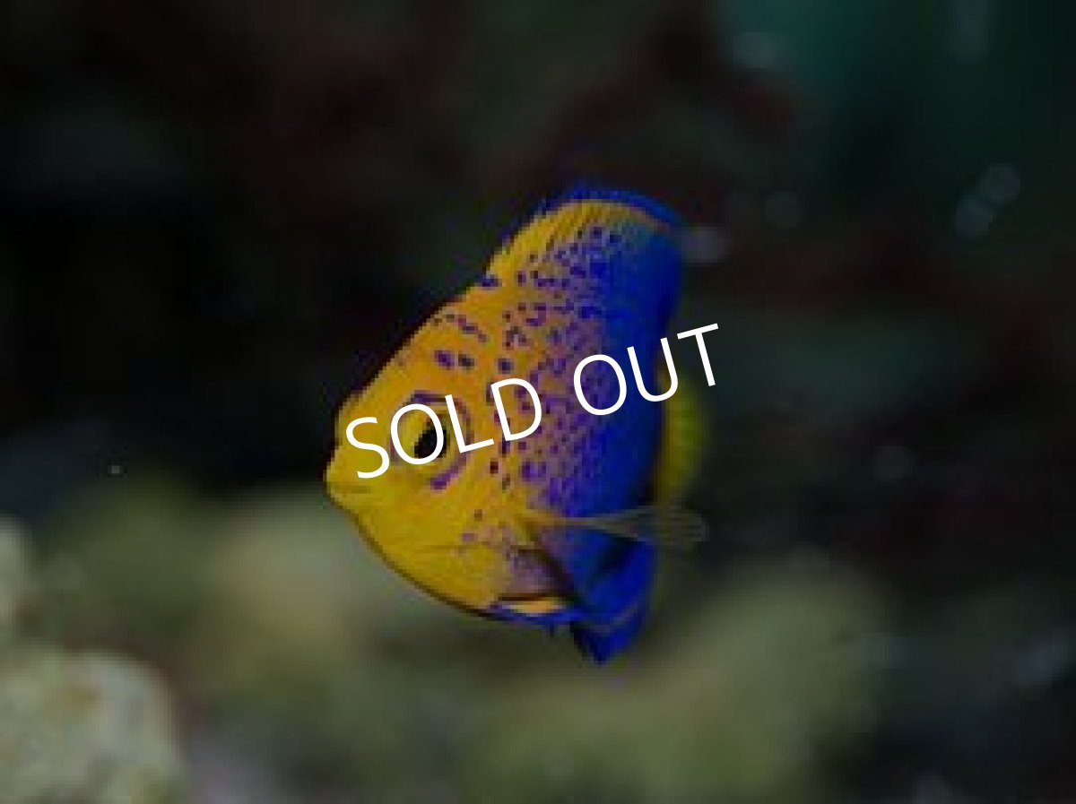 画像2: レンテンヤッコ S No.1 (2)