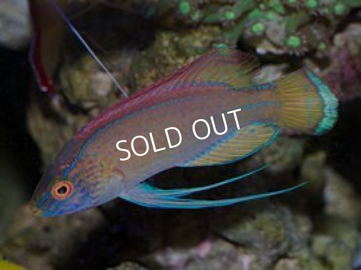 画像2: バヌアツ産 パイルズフェアリーラス ペア (2)