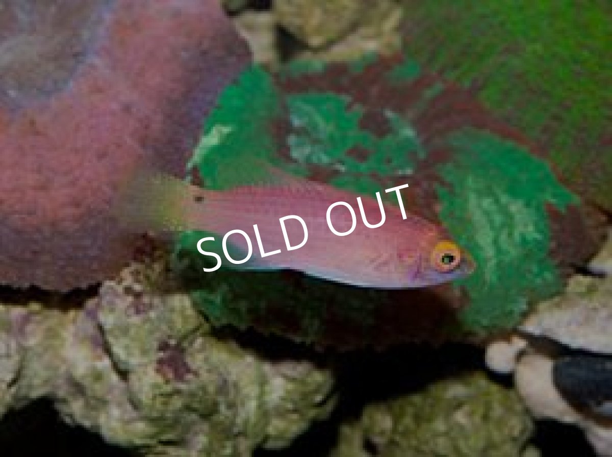 画像3: バヌアツ産 パイルズフェアリーラス ペア (3)