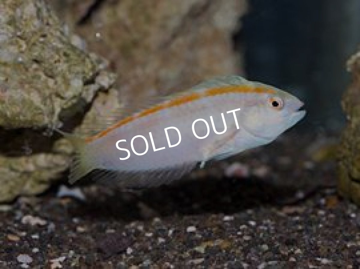 画像2: ■SALE■ レッドバンドレイザーラス ペア バヌアツ産  (2)