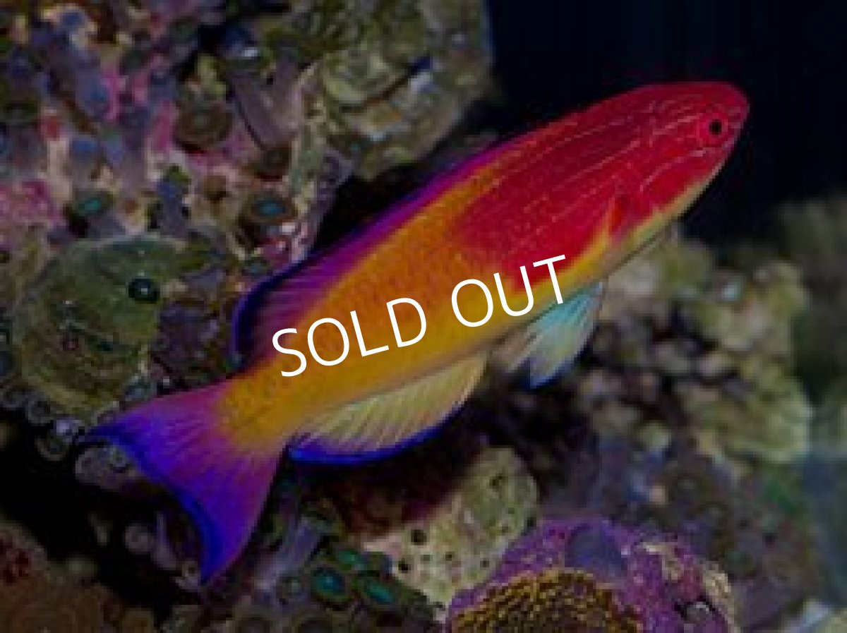 画像2: バヌアツ産 フーデットフェアリーラス ペア (2)