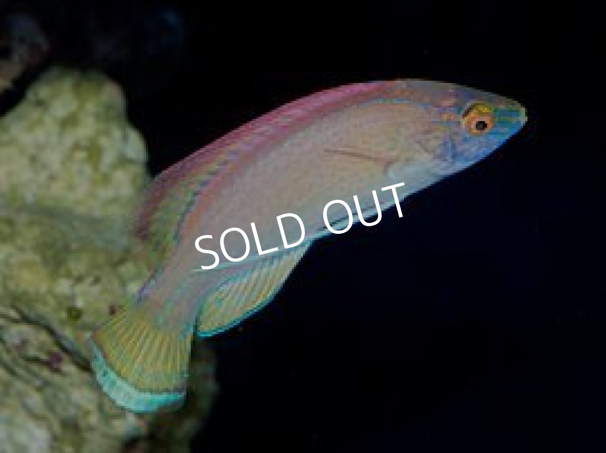 画像3: ■SALE■バヌアツ産 パイルズフェアリーラス ペア (3)