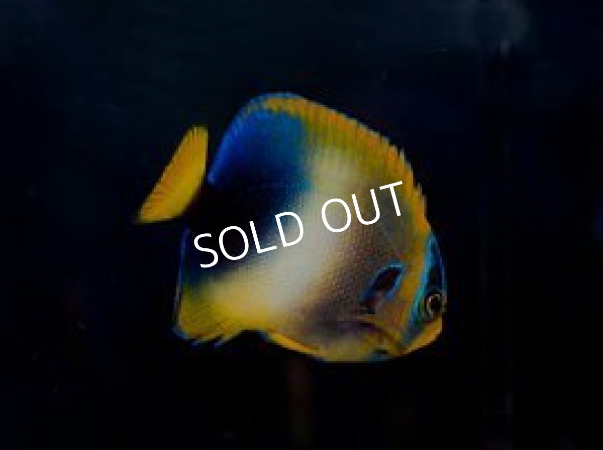 画像2: ウエストアフリカンエンゼル SM (2)