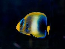 画像1: ウエストアフリカンエンゼル SM (1)