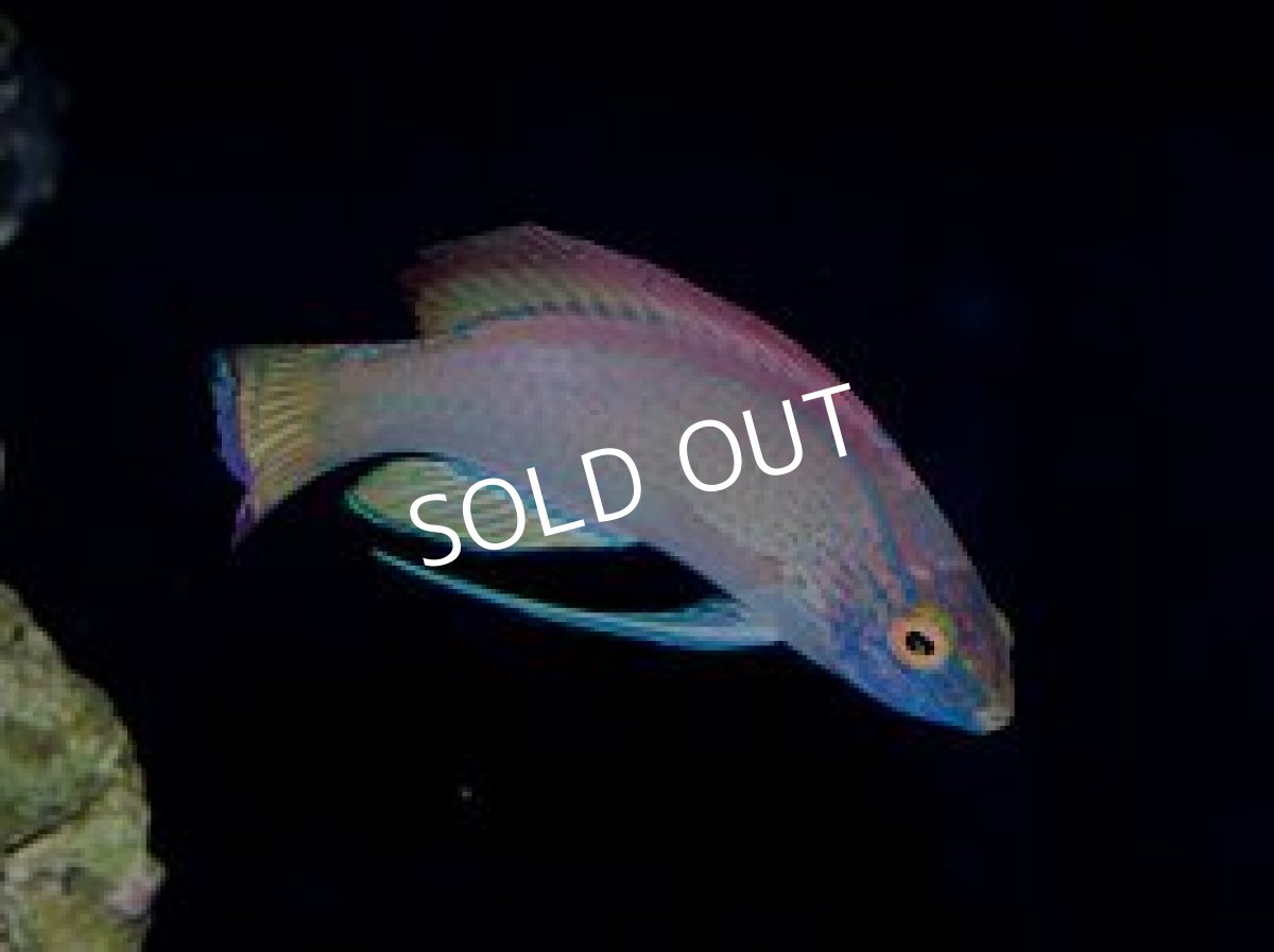 画像2: ■SALE■バヌアツ産 パイルズフェアリーラス ペア (2)