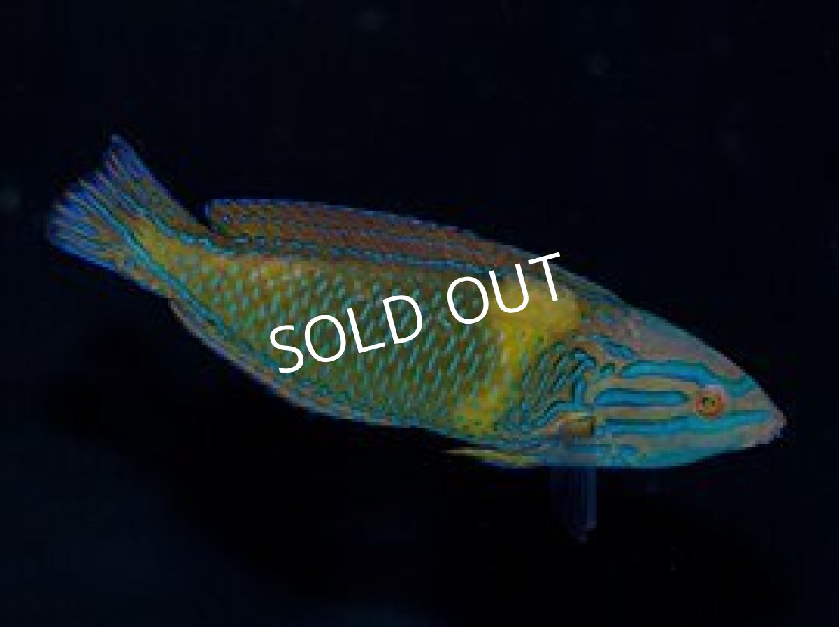 画像2: サウスシーズラス(フェミニンラス)♂ (2)