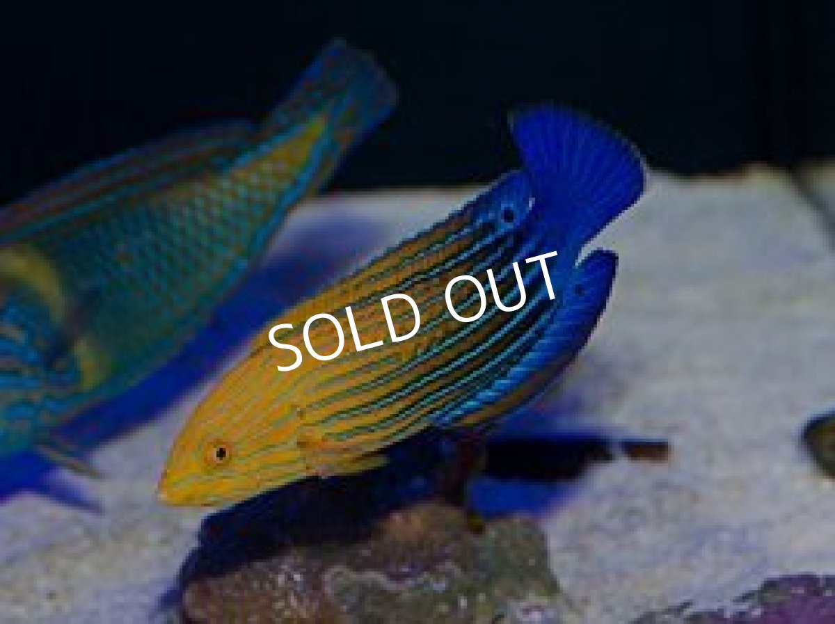 画像2: サウスシーズラス（フェミニンラス）♀ (2)