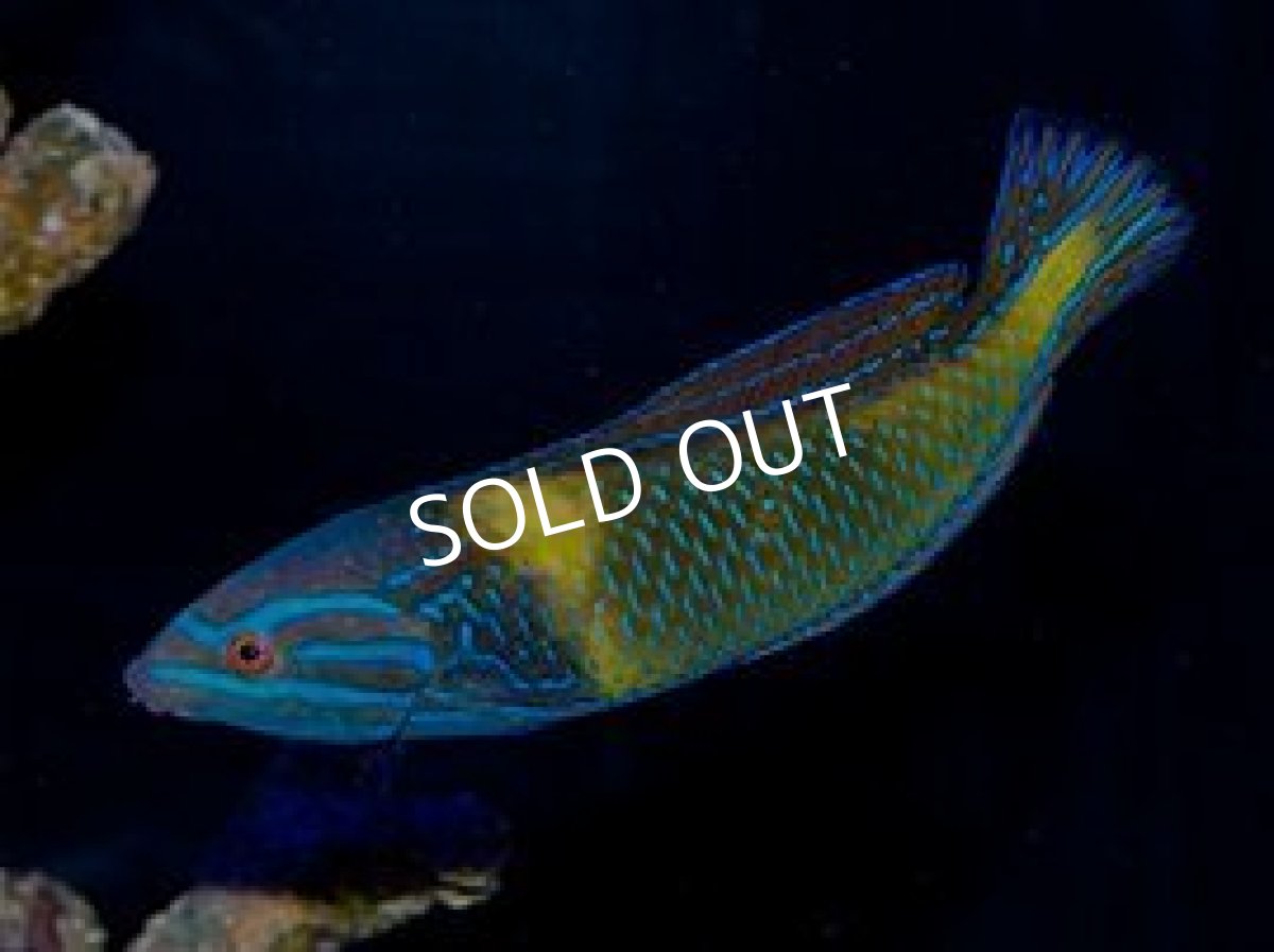 画像3: サウスシーズラス(フェミニンラス)♂ (3)