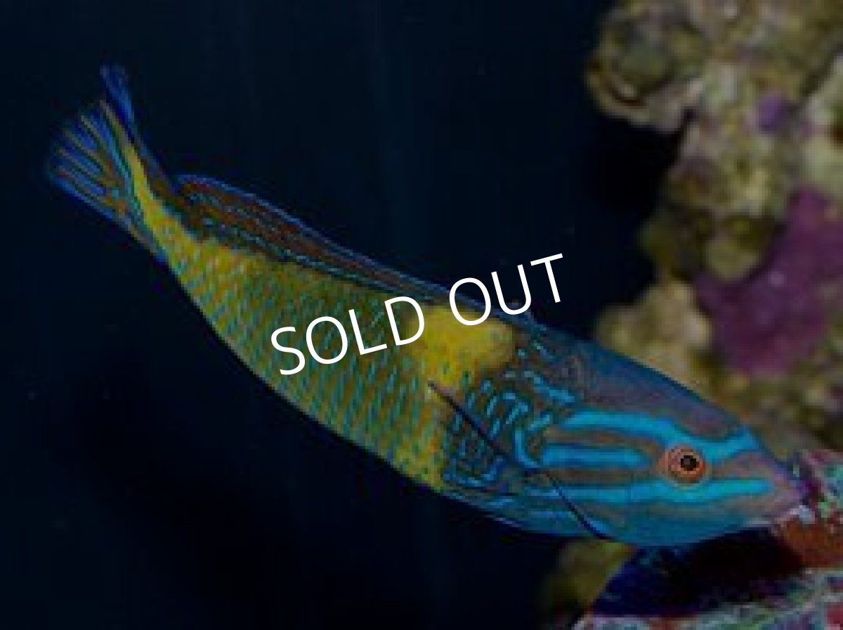 画像4: サウスシーズラス(フェミニンラス)♂ (4)