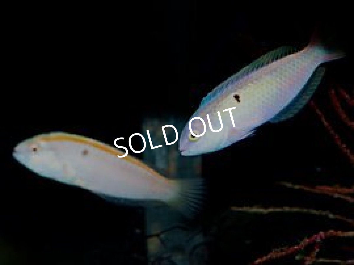 画像3: ■SALE■ レッドバンドレイザーラス ペア バヌアツ産  (3)