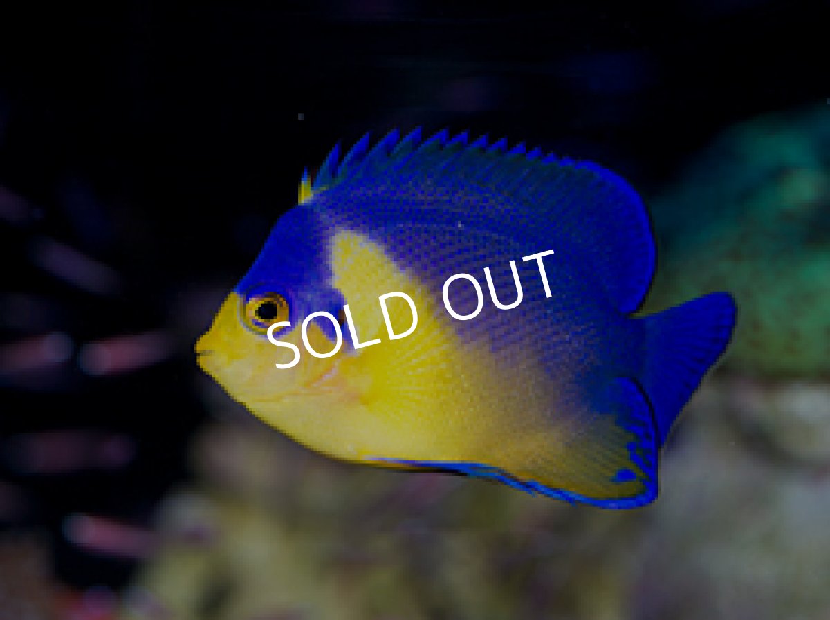 画像2: 八重山産 スミレヤッコ M (2)