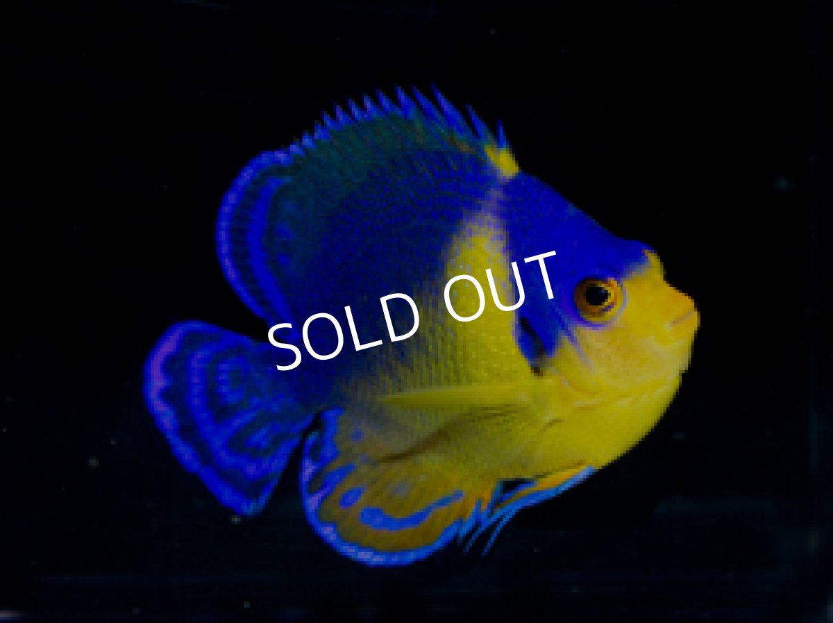 画像2: 八重山産 スミレヤッコ ML (2)