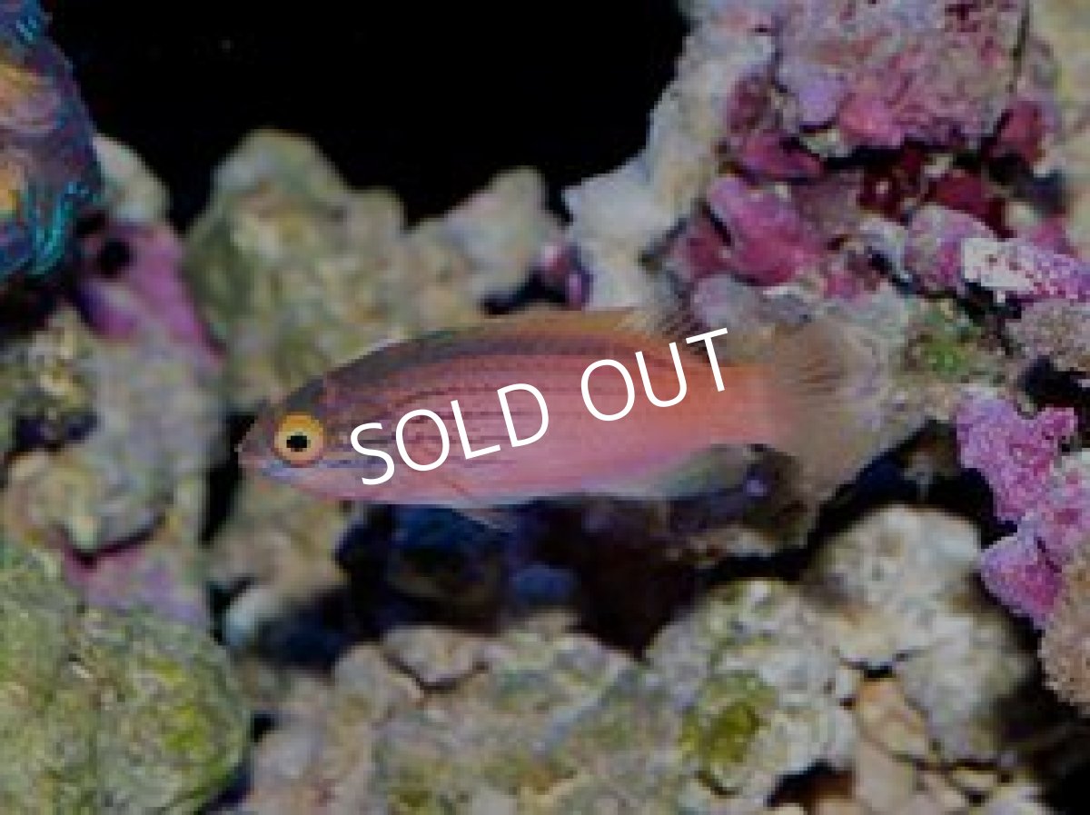 画像3: ラインドフェアリーラス　ペア (3)