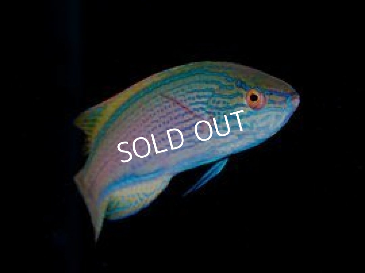 画像2: ラインドフェアリーラス　ペア (2)