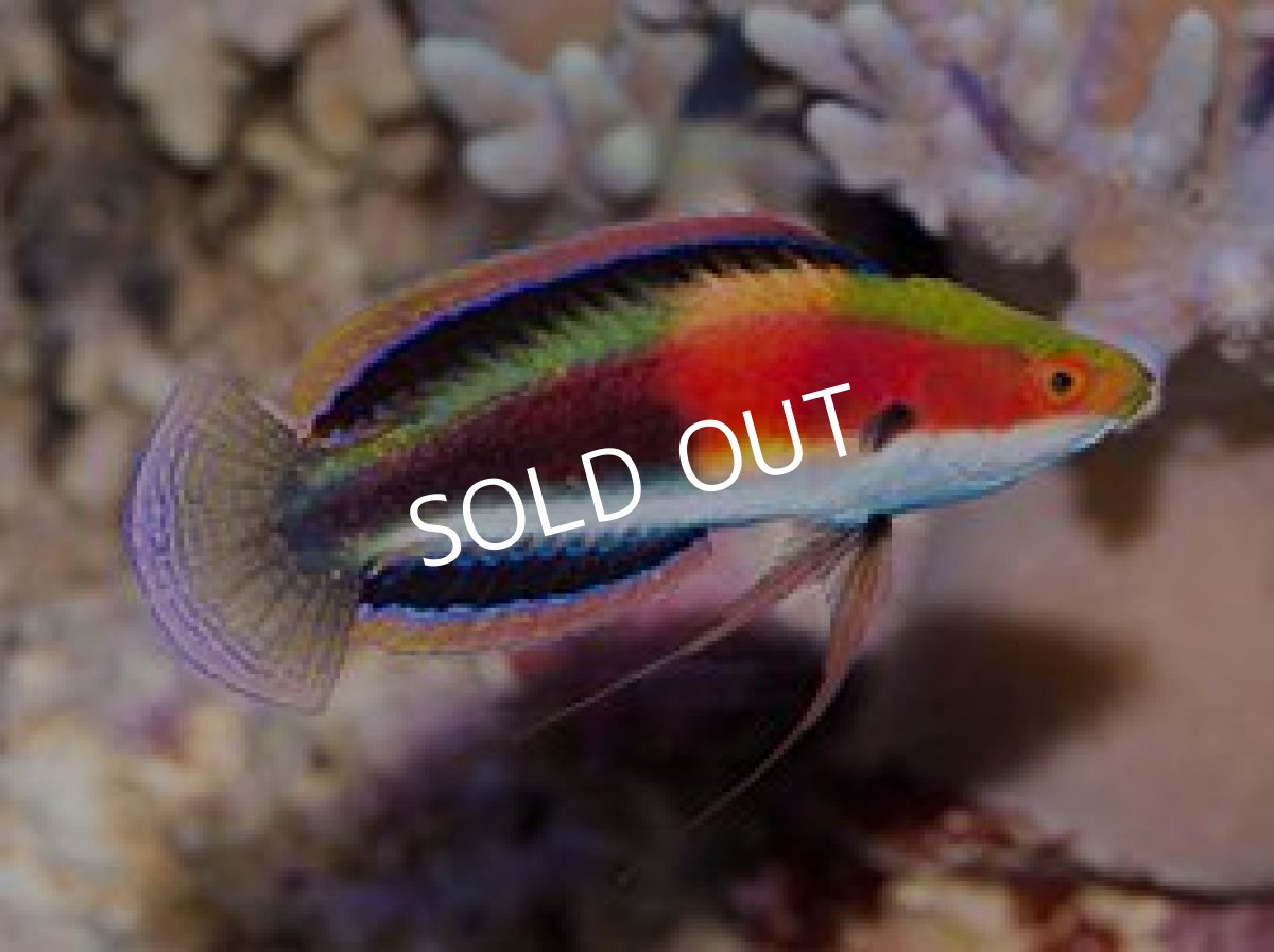 画像2: ■SALE■ キャサリンフェアリーラス ペア (2)