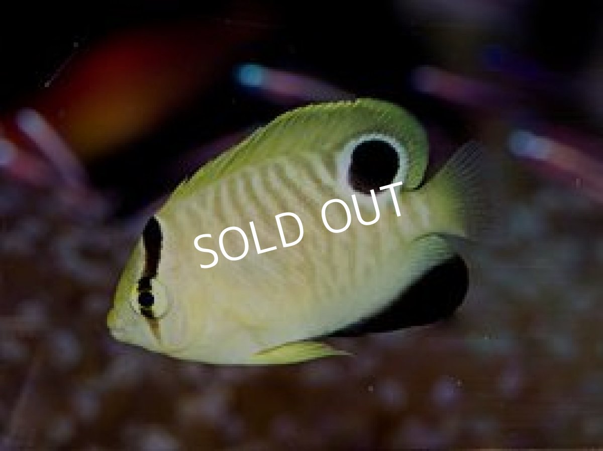 画像2: ■SALE■ ゴールドフレークエンゼル Baby (2)