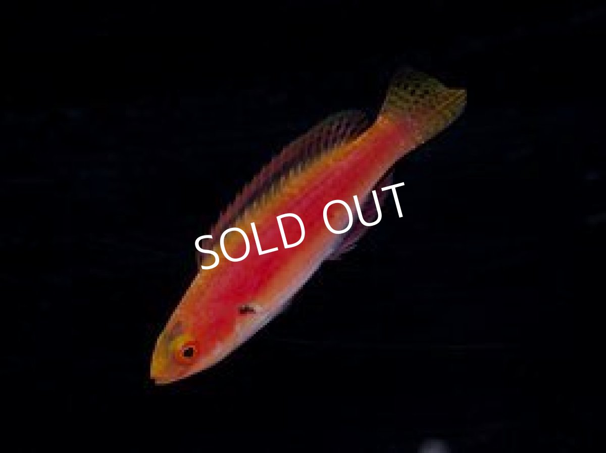 画像3: ■SALE■ キャサリンフェアリーラス ペア (3)