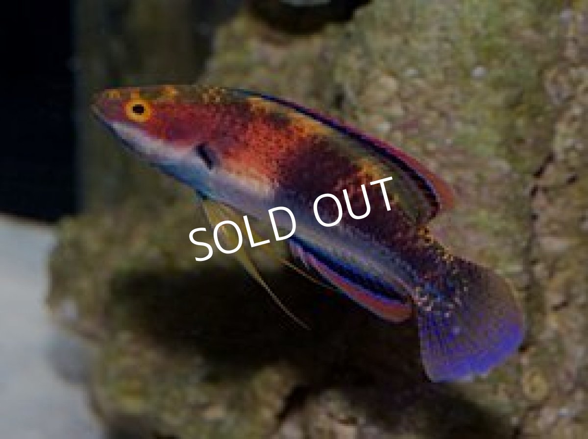 画像2: マーシャル産　ガードルドフェアリーラス　♂ (2)