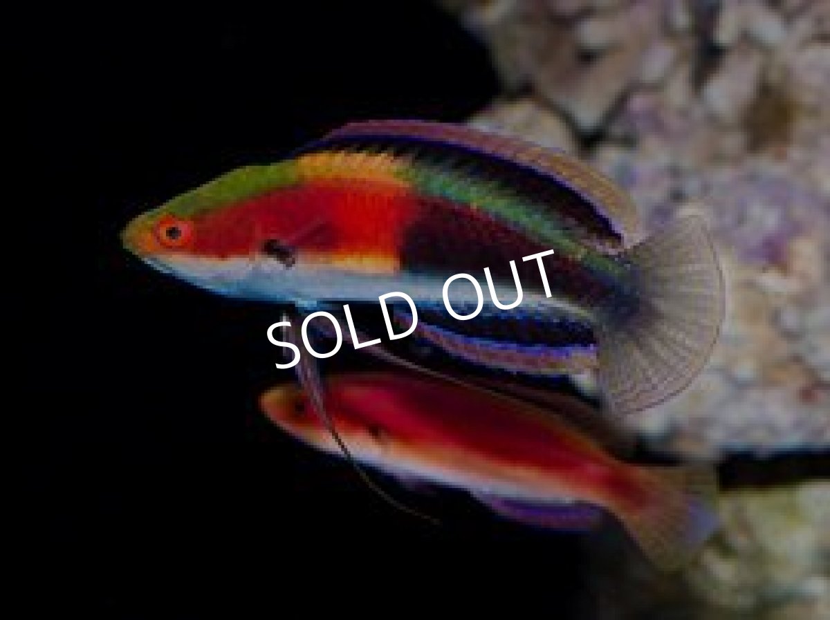 画像4: ■SALE■ キャサリンフェアリーラス ペア (4)