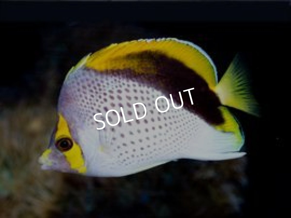 画像3: ■SALE■ マルケサンバタフライ (3)