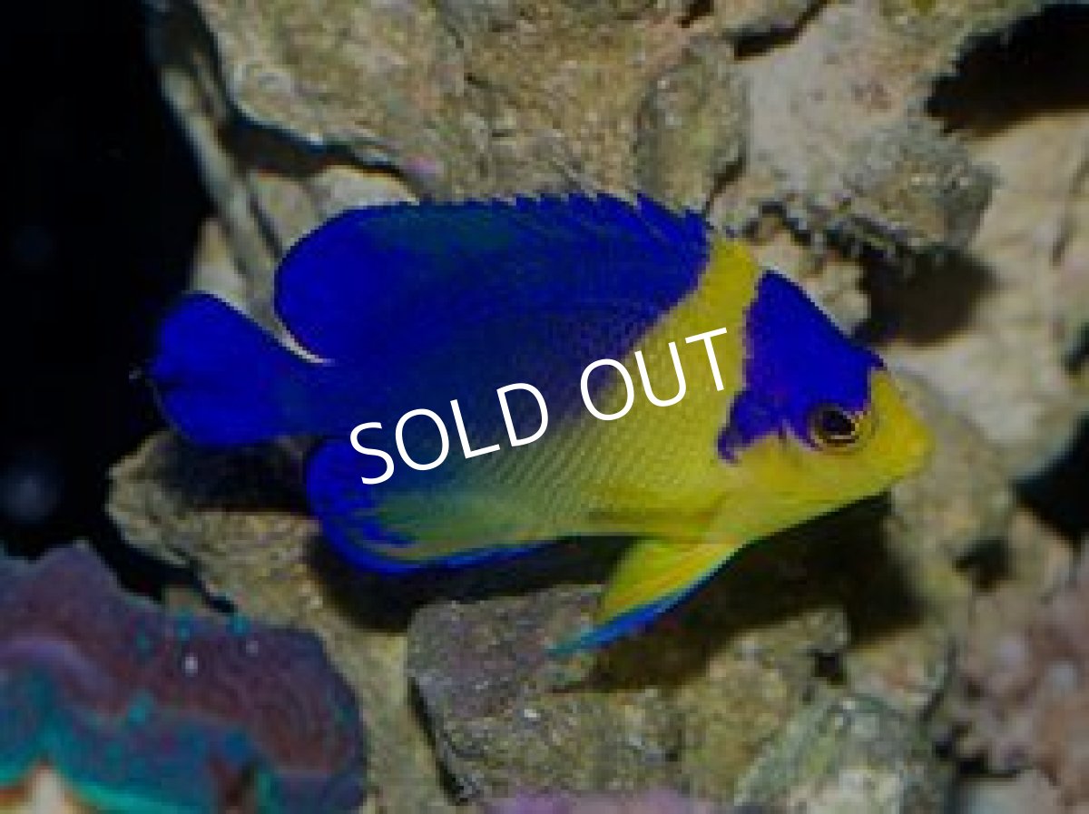 画像2: 八重山産 スミレヤッコ M (2)