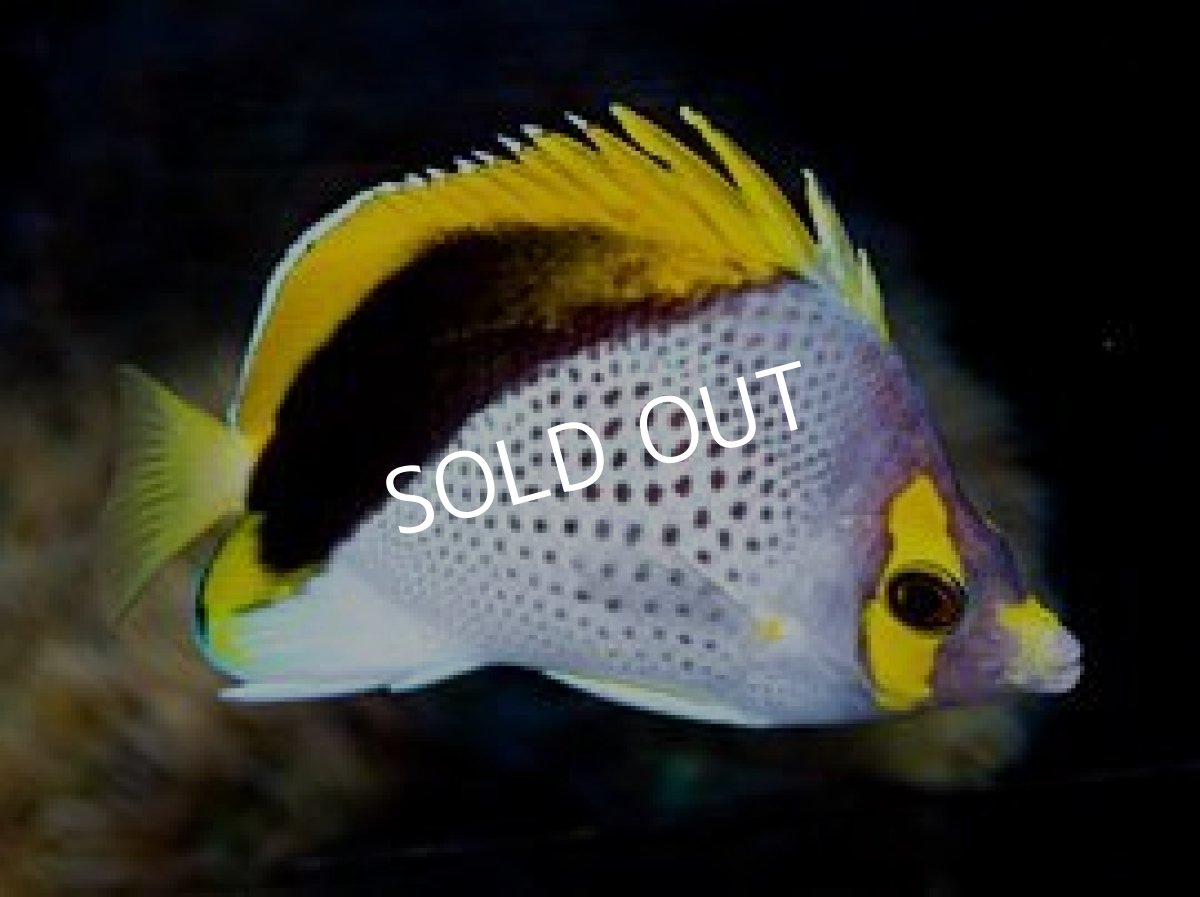 画像2: ■SALE■ マルケサンバタフライ (2)