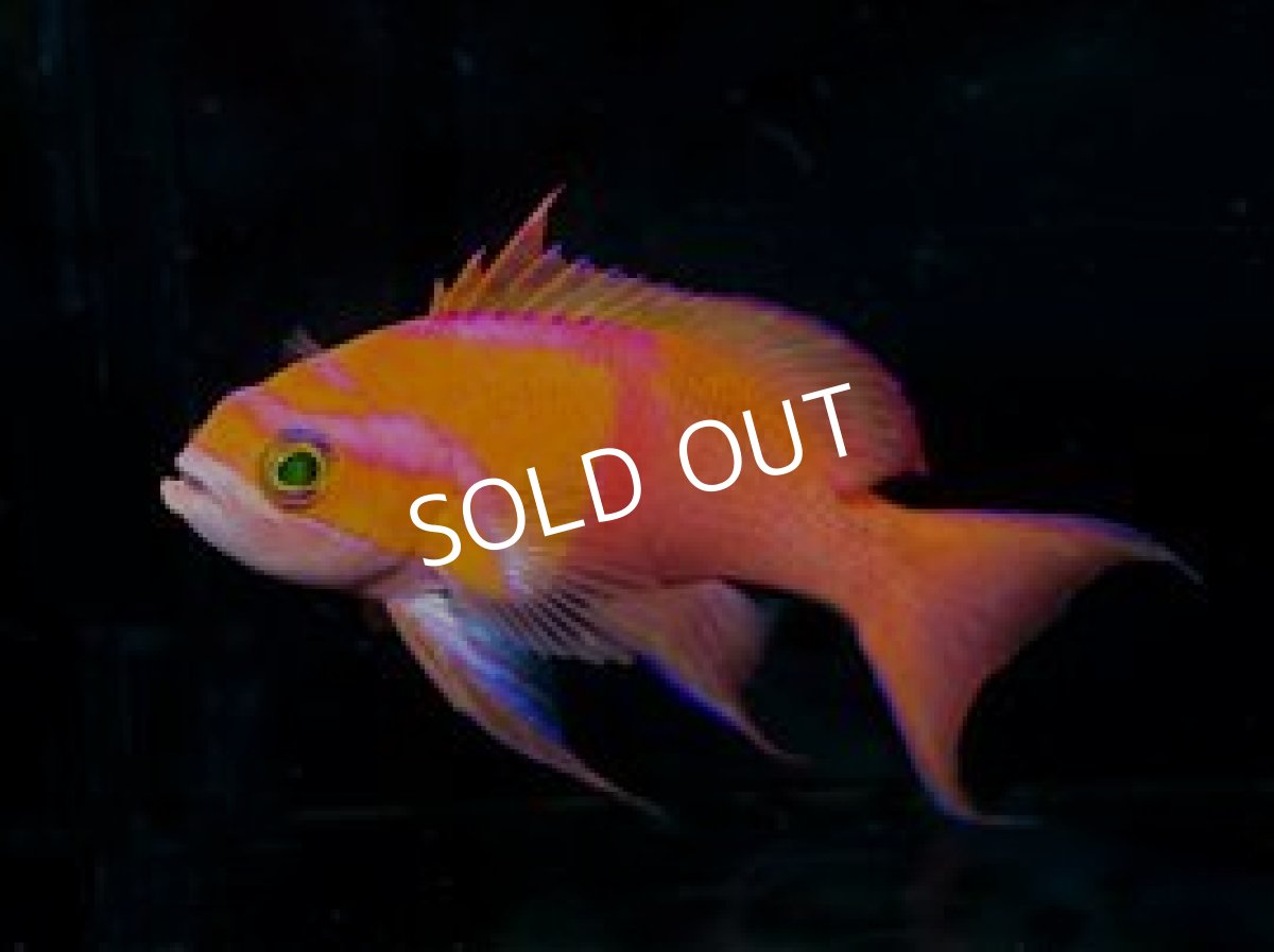 画像2: シロオビハナダイcf(Pseudanthias mica) (2)