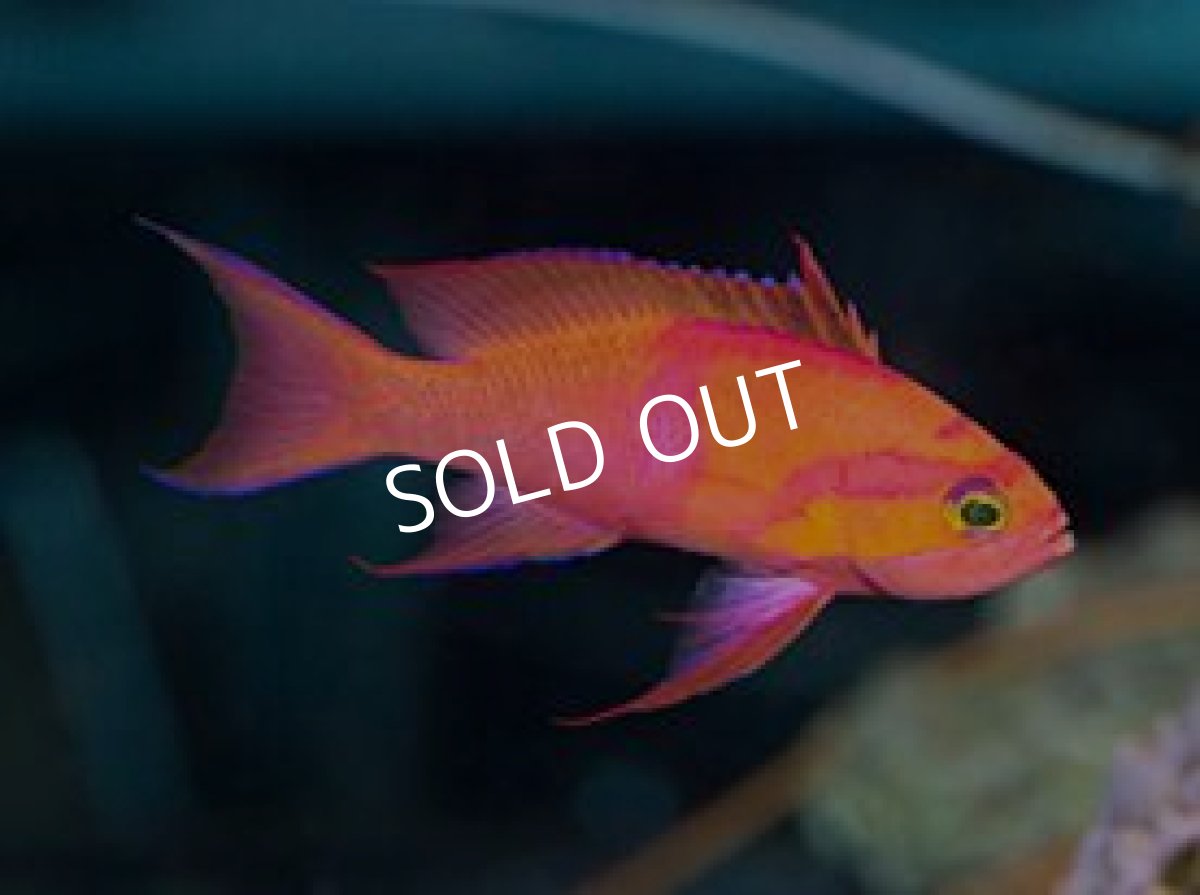 画像3: シロオビハナダイcf(Pseudanthias mica) (3)