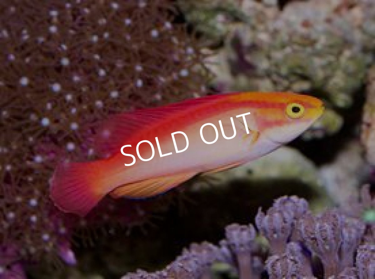 画像3: ハワイアンフレームラス ペア (3)