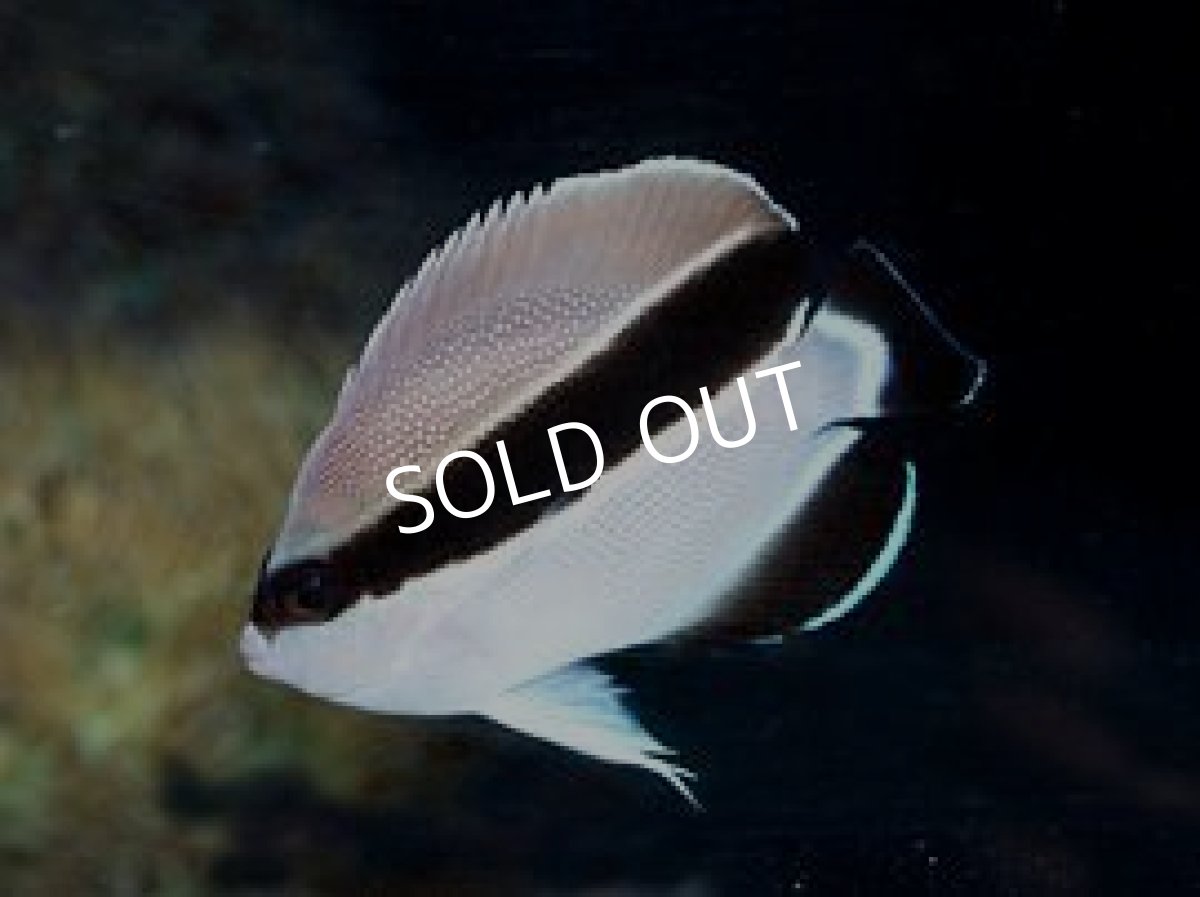 画像2: ブラックバンデットエンゼル SM (2)