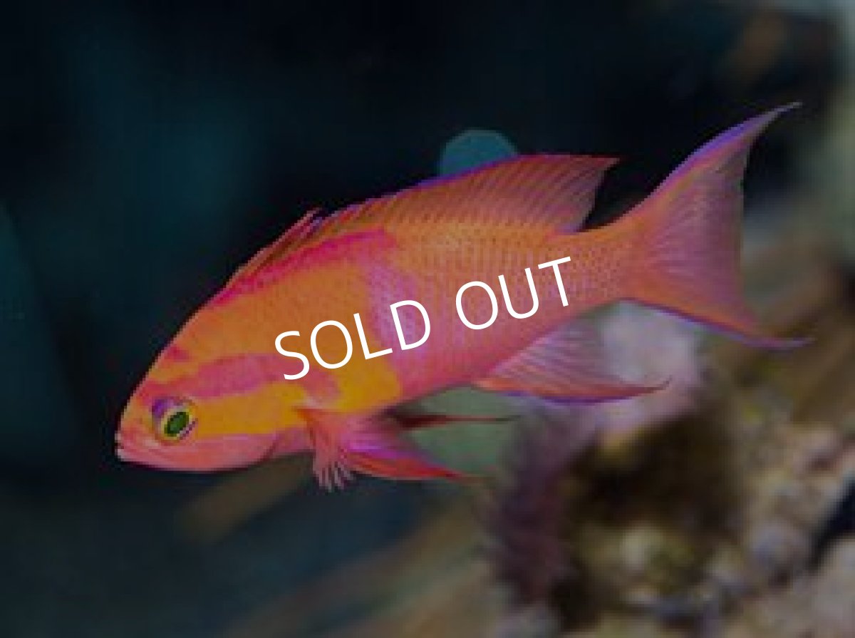 画像4: シロオビハナダイcf(Pseudanthias mica) (4)